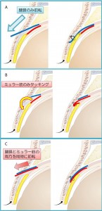 図３ 模式図